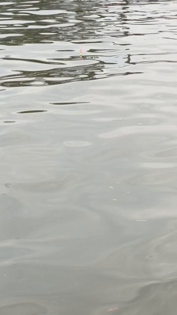 #новосибирск #рыбалка # пирс#обь