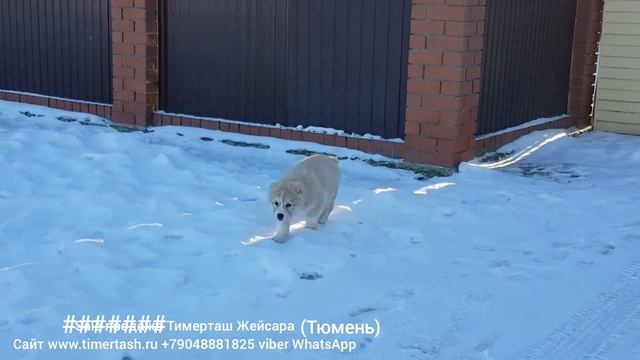 ТИМЕРТАШ ЖЕЙСАРА (Тюмень) дочь БРИНЫ и ИЛЮШИ +79048881825 viber whatsapp www.timertash.ru