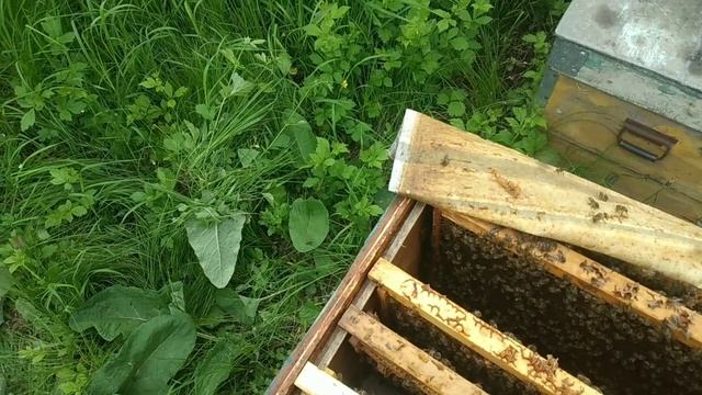 Весенняя борьба с клещом.Завершение. смотреть онлайн