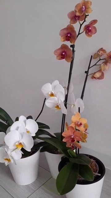 Белые и оранжевые орхидеи🧡🤍🧡 White and orange orchids ❤️🔥? смотреть онлайн