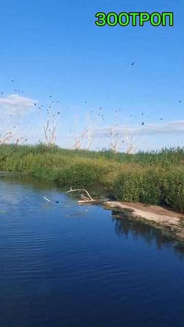 Уникальные места. Мертвый лес. Днестр. Маяки. Нацпарк. ? смотреть онлайн