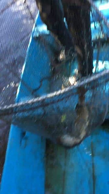 Вот что значит, когда выпускаешь маленькую щуку и зага смотреть онлайн