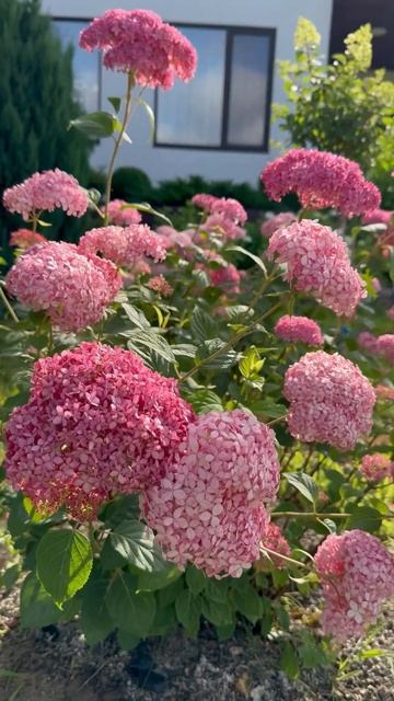 #hydrangea#hortensia#гортензия#garden#гортензія#flowers#jardin#shorts#アジサ? смотреть онлайн