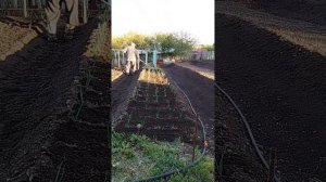 Рыхление и прополка грядок ручным культиватором.