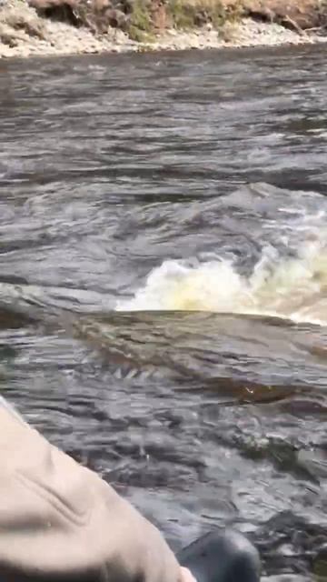 Речное чудо 2 выскочило перед нами #отдых #fishing #шорст #д смотреть онлайн