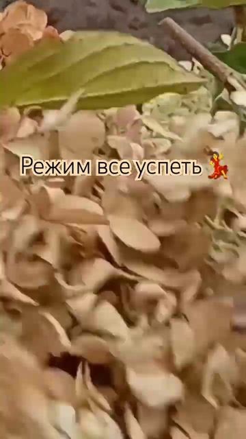 Режим все успеть за один выходной🥴#гортензия#алтай смотреть онлайн