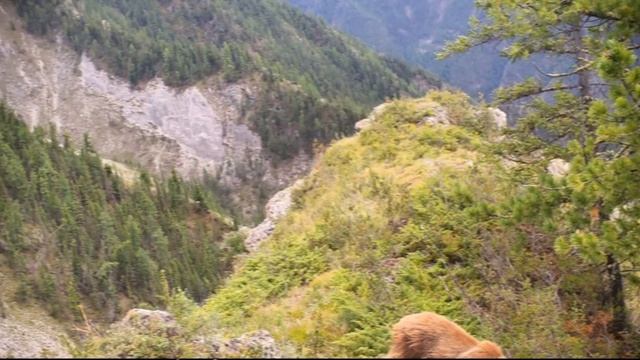 Прогулка бурого медведя в долине реки Аргут смотреть онлайн