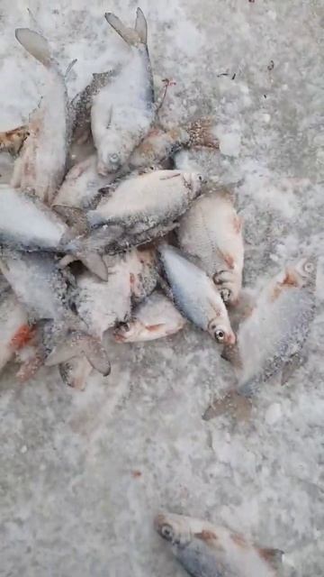 кто-то сегодня ловил а кто-то смотрел такая красота #ры смотреть онлайн