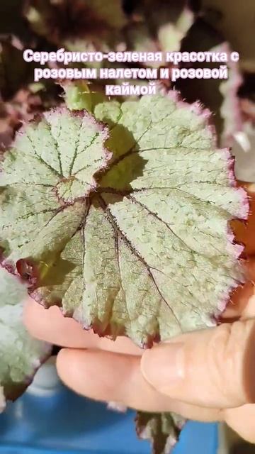 #бегонии #цветыдлядома #бегония #садоводничество #цвет смотреть онлайн