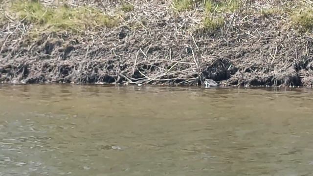 РЫБАЛКА В АСТРАХАНСКОЙ ОБЛАСТИ. смотреть онлайн