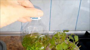 МАСЛО МЯТНОЕ ИЗ МЯТЫ