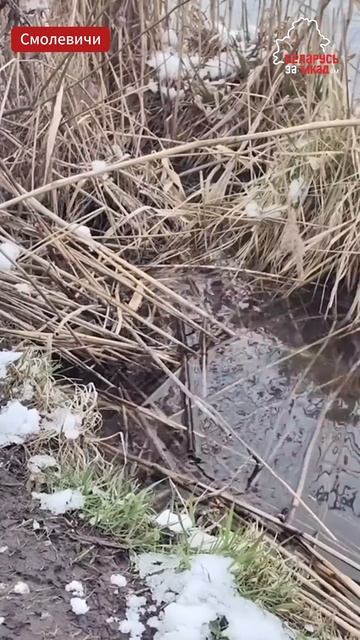 Особенности апрельской рыбалки в #беларусь #belarus #рыба? смотреть онлайн