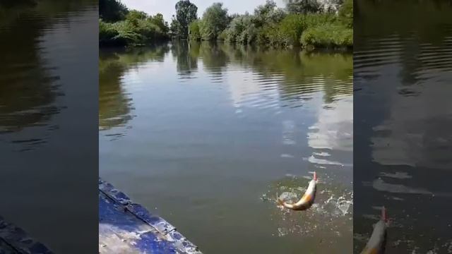 Ловим окуня Ростов-на-Дону смотреть онлайн