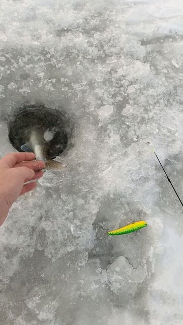 Отпускайте Судака смотреть онлайн