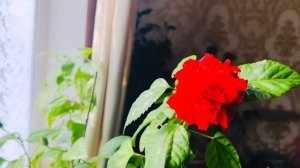 ГИБИСКУС 🌺 ПРИЧИНА ПО КОТОРОЙ СБРАСЫВАЕТ БУТОНЫ 🌼