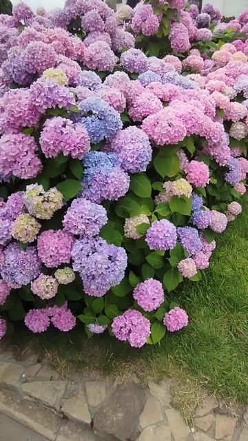 Великолепная Гортензия. Алексеево-Акатов женский мон? смотреть онлайн