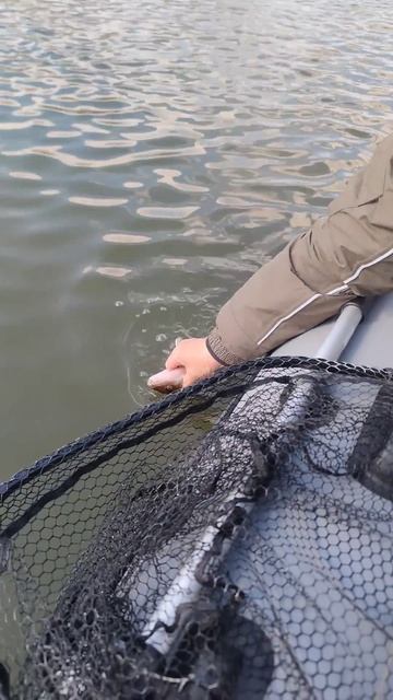 Амнистируем судака! #рыбалка #паноптикс #поймалотпуст? смотреть онлайн