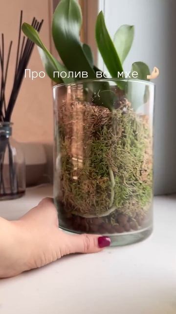 Полив орхидеи во мхе 🤔 #phal #orchid #уходзаорхидеями #поли? смотреть онлайн