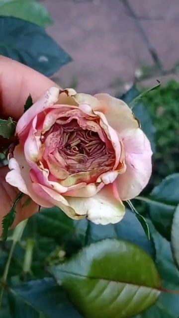 10.09 голуби в подвале и розы #plant #rose #цветы #garden #розы t #ра смотреть онлайн