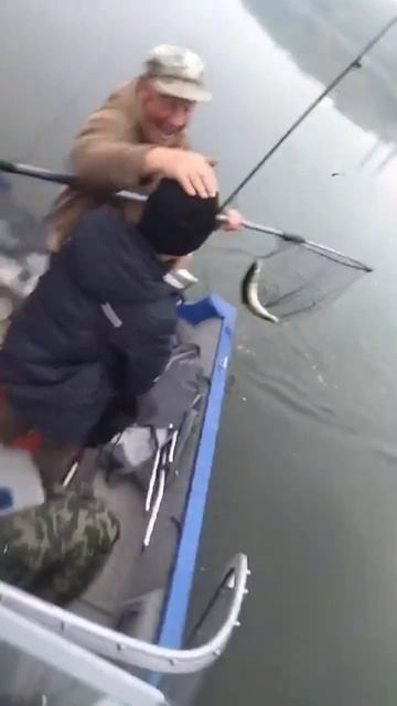 Ловля судака на оке #fishing #рыбалка #fish #carpfishing #судак #жив смотреть онлайн