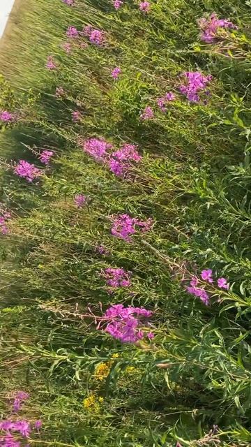 Иван-чай Кипрей смотреть онлайн