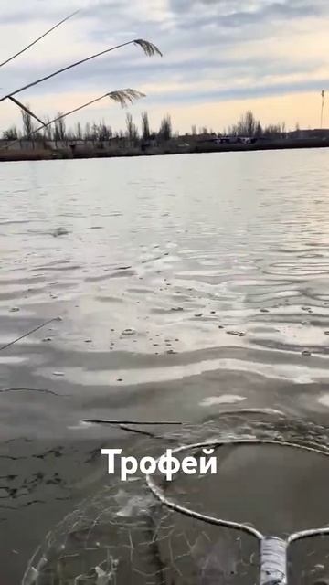 #трофей #рыбалка #сазан #carpfishing #trend #2025 #baliqovi #карп #охота смотреть онлайн