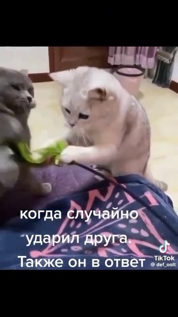 #memes#subscribe#mrbeast#рыбалка#литвин#юмор#охота#аналитика#а4#you смотреть онлайн