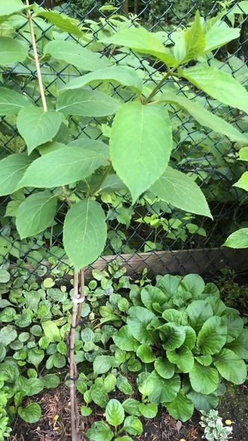 Живцювання волотистої гортензії Kyushu #гортензія #квітн смотреть онлайн