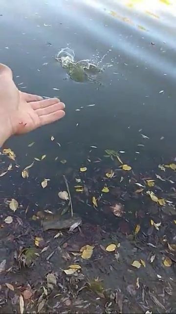 Щука руками говорите не ловится?😁