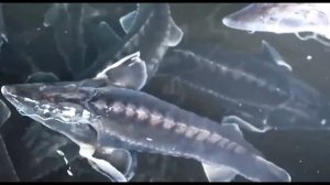 ЛОВЛЯ ОСЕТРА: Секреты, снасти и лучшие места #рыбалка #f