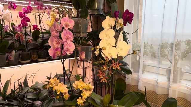 Начинаем розыгрыш! Новые Орхидеи в подарок подписчика смотреть онлайн