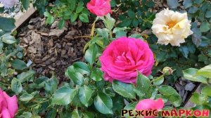 Цветение роз (10.09, Подмосковье) - Эшли, Тьерри Маркс, Лор