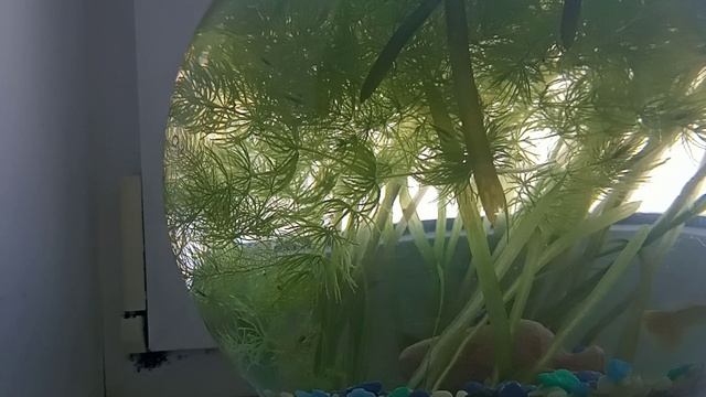 купил аквариум на озоне 7.5 литра смотреть онлайн