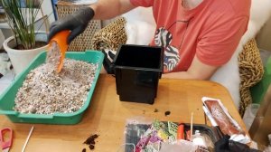 Алоказия Жаклин посадка уход