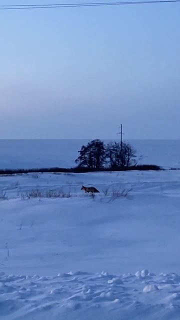 Хитрый дружочек 🦊 #природа #nature #зима #рыбалка смотреть онлайн