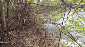 КАРАСИ ЕСТЬ !!! ЛОВЛЯ НА ВЕРШИ !!!