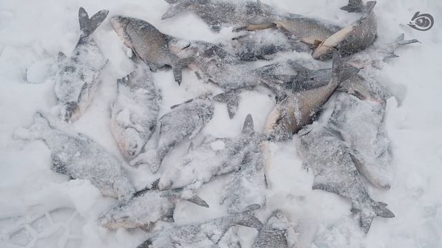 Рыбачим на Рыбинке с Практик Эховизор смотреть онлайн