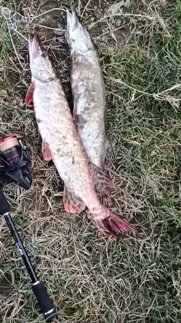 рыбалка в ноябре . #рыбалка #спининг #воблер #щука #окун? смотреть онлайн