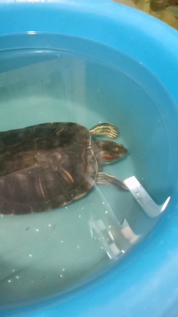 Красноухая черепаха ест рыбу 👍 #музыка #aquarium #черепахa смотреть онлайн