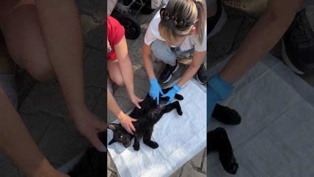 Повод к вызову: щенок не ест, понос, рвота смотреть онлайн