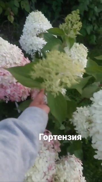 этой #гортензии  3-й год и как за ней ухаживать я вообще
