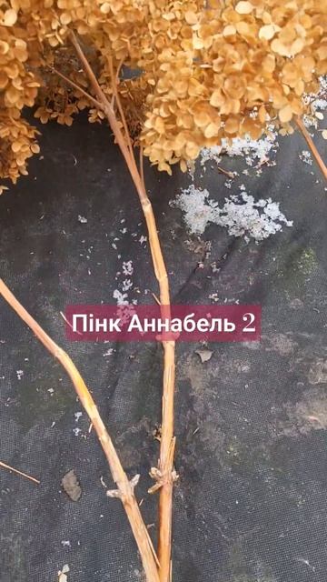 Гортензія деревоподібна Пінк Аннабель 2, обрізка #decorsad