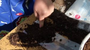 Огурцы. Посадка рассады огурцов в "пеленке".