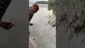 Ловля рыбы на телевизор (Экран) часть 3. #рыбалка #carpfishing