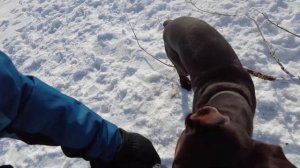 11 серия! Гуляем по деревне с доберманом.