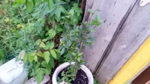 Лаврушка в средней полосе. Как можно выращивать лавр в холодном климате.