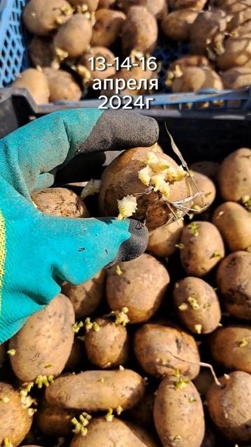 Сама так сажаю и всем советую. Пора сажать картошку. смотреть онлайн