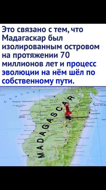 Мадагаскар и особенность растений #мадагаскар #африк? смотреть онлайн