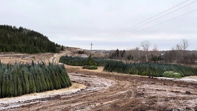 Ель Пермский край (отборная, ВИП) смотреть онлайн