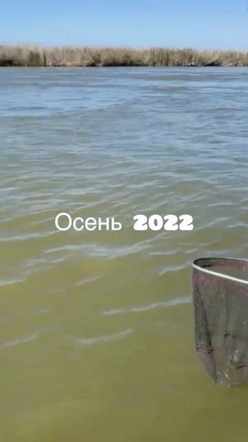 Астрахань рыбалка на сома #fishing #blesna смотреть онлайн